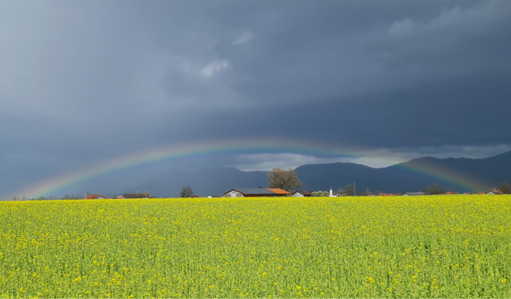 Symbolbild für Schwarmintelligenz: Regenbogen vor dunklem Himmel und grüner Wiese