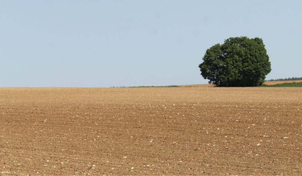 Symbolbild für Machtbegrenzung: einzelner Baum neben Acker